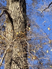 Melanerpes carolinus