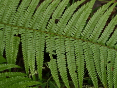Dryopteris affinis borreri