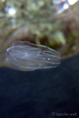 Bolinopsis microptera