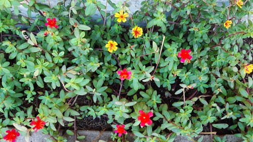 Portulaca umbraticola image