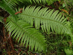 Dryopteris affinis borreri