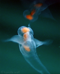 Clione limacina