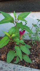 Celosia spicata