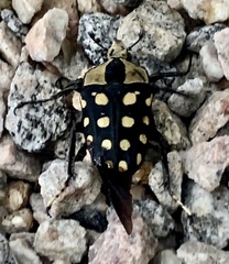 Mecynorhina passerinii