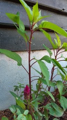 Celosia spicata