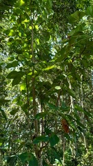 Peponidium carinatum