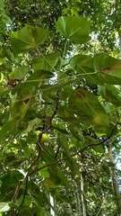 Peponidium carinatum