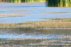 Podilymbus podiceps