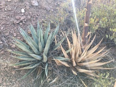 Agave simplex