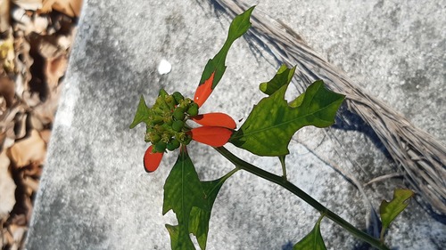 Euphorbia cyathophora image