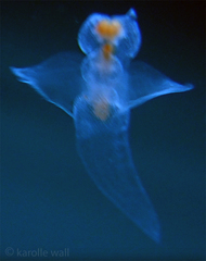 Clione limacina