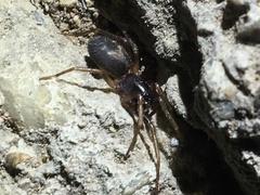 Corinnoidea