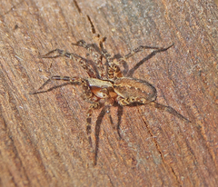 Agelenidae