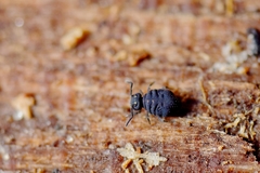 Sminthurinus niger