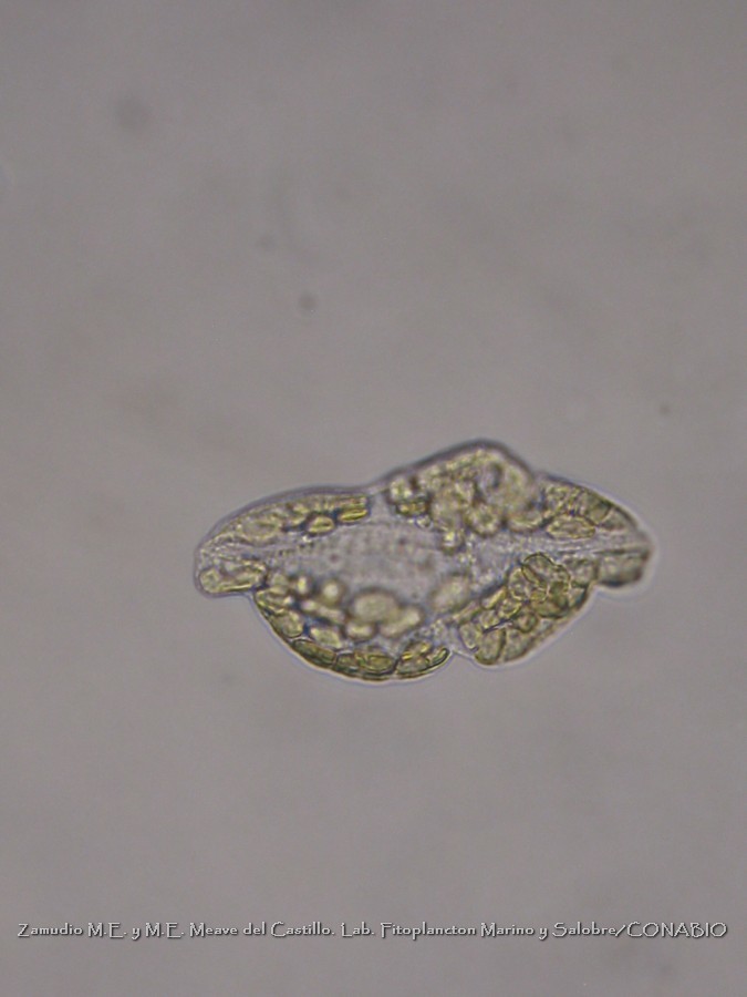 Karenia papilionacea
