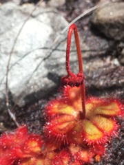 Drosera cuneifolia