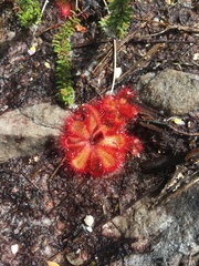 Drosera cuneifolia