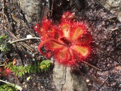 Drosera cuneifolia