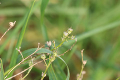 Linaria repens
