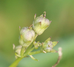 Linaria repens