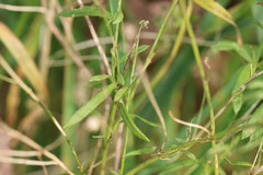 Linaria repens