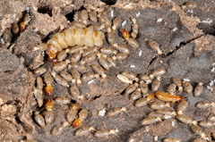 Embiratermes festivellus