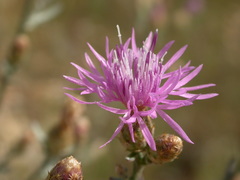 Centaurea paniculata