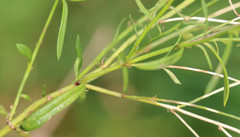 Linaria repens
