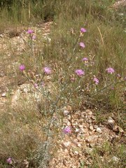 Centaurea paniculata