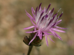 Centaurea paniculata