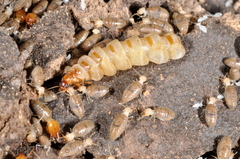 Embiratermes festivellus