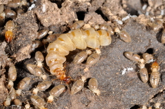 Embiratermes festivellus