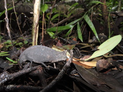 Brookesia superciliaris