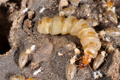 Embiratermes festivellus