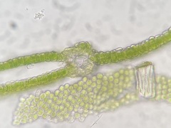 Fissidens bushii