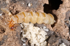 Embiratermes festivellus