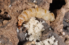 Embiratermes festivellus