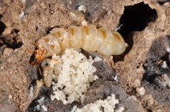 Embiratermes festivellus