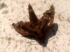 Enyo