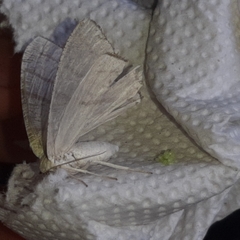 Brachurapteryx tesserata