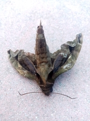 Enyo