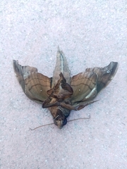 Enyo