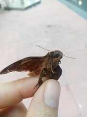Enyo