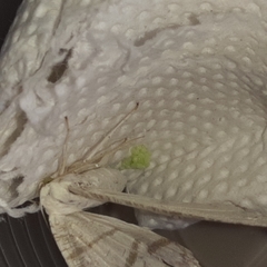 Brachurapteryx tesserata