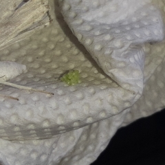 Brachurapteryx tesserata