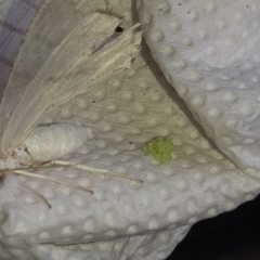 Brachurapteryx tesserata