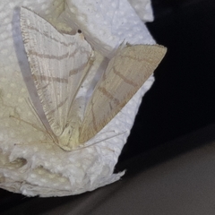 Brachurapteryx tesserata