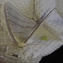 Brachurapteryx tesserata