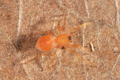 Oonopidae