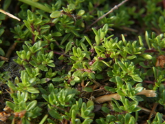Thymus longicaulis